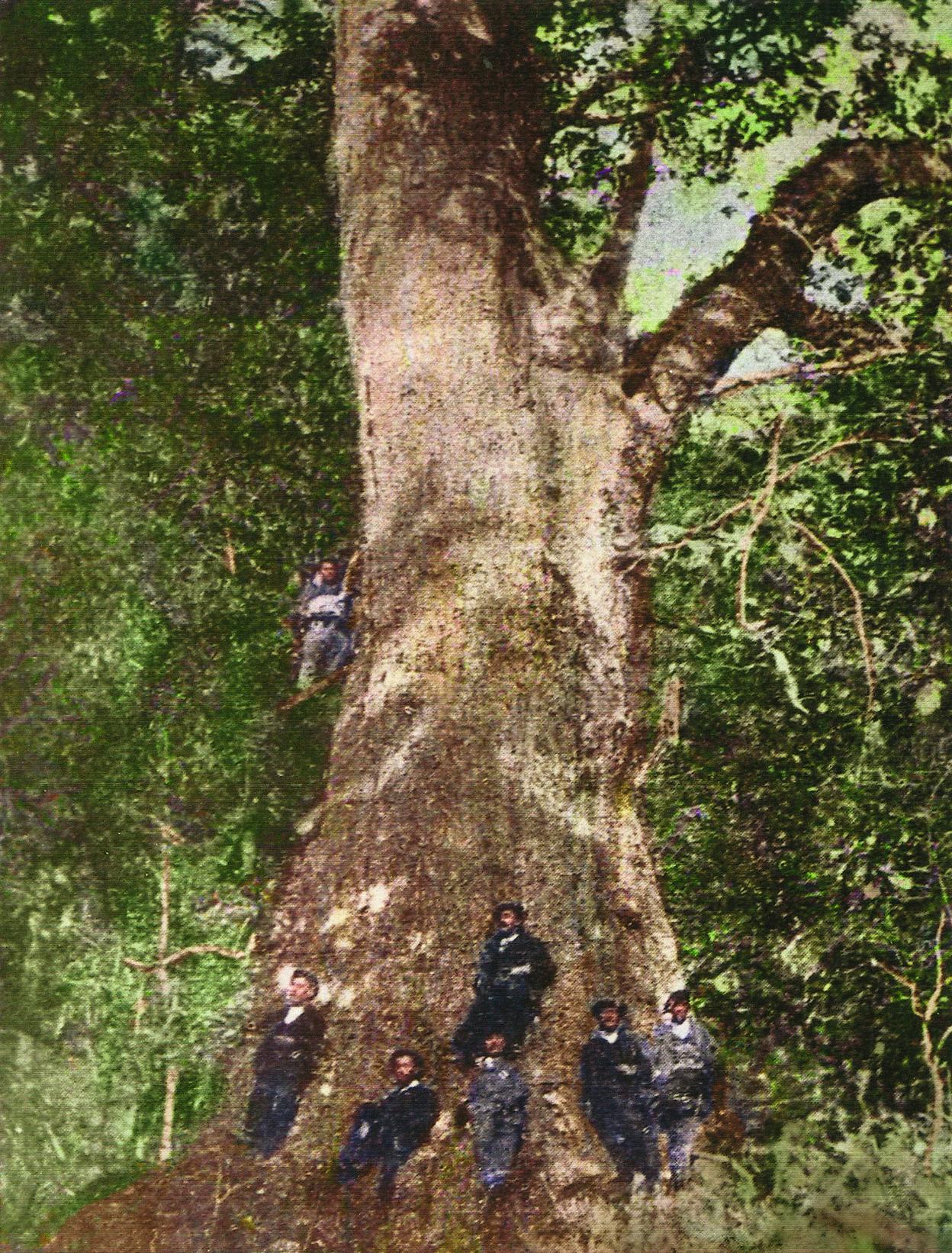 Imagen histórica del Cajigo del Cubilón, en los primeros años del siglo XX. dm