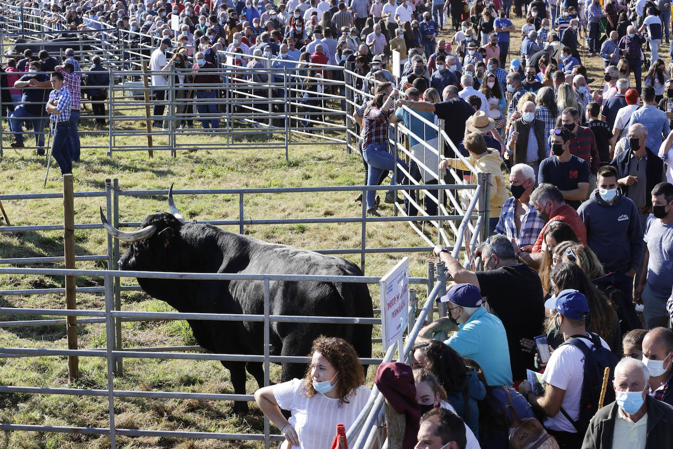 Fotos: Pasión tudanca en Cabezón de la Sal