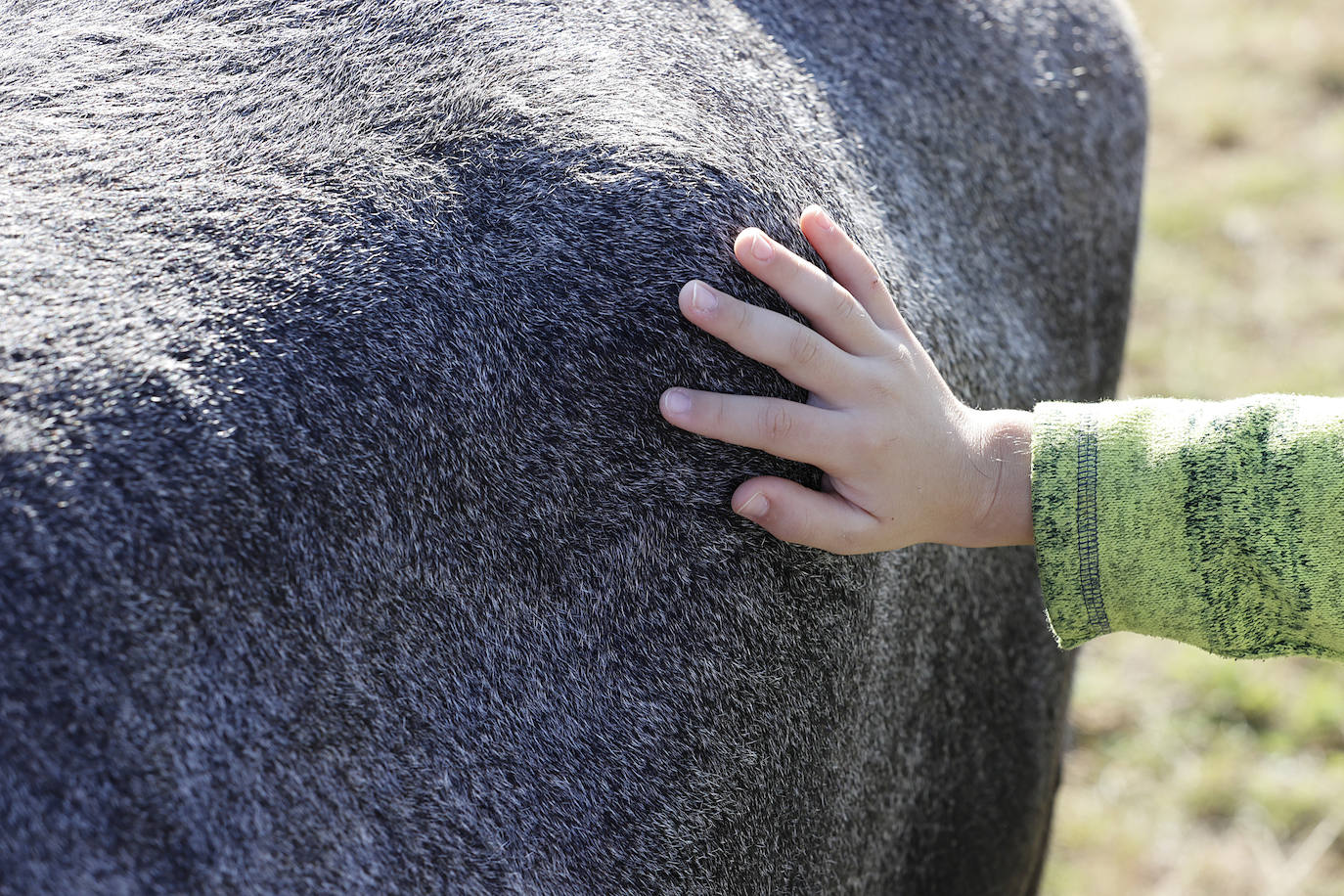 Fotos: Pasión tudanca en Cabezón de la Sal