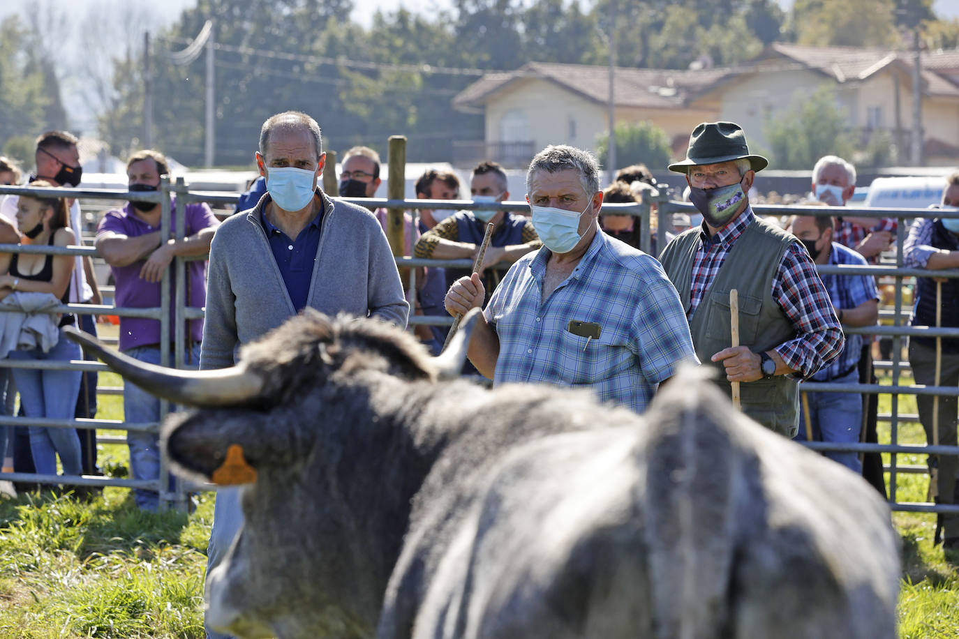 Fotos: Pasión tudanca en Cabezón de la Sal