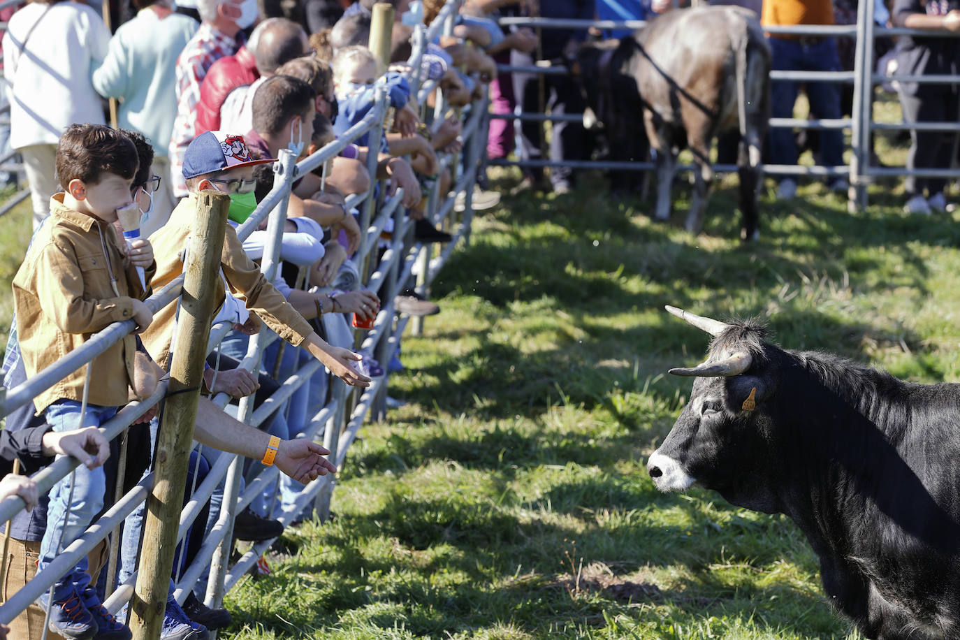 Fotos: Pasión tudanca en Cabezón de la Sal