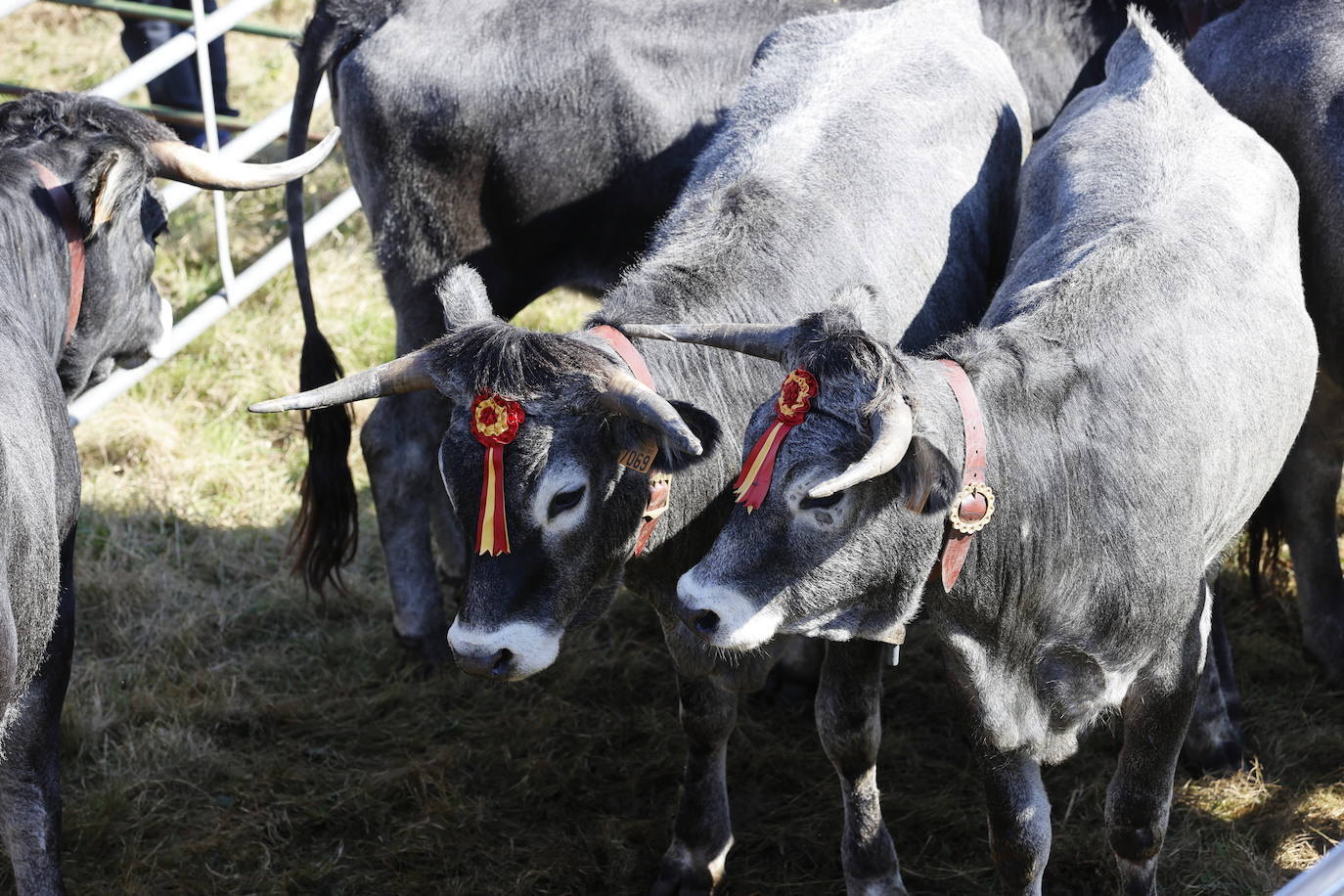 Fotos: Pasión tudanca en Cabezón de la Sal