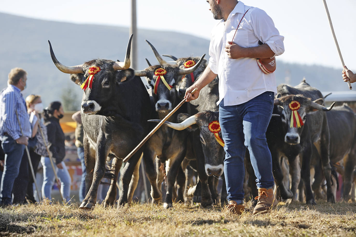 Fotos: Pasión tudanca en Cabezón de la Sal