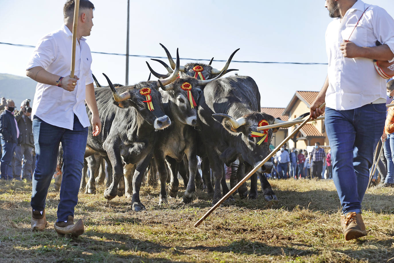 Fotos: Pasión tudanca en Cabezón de la Sal