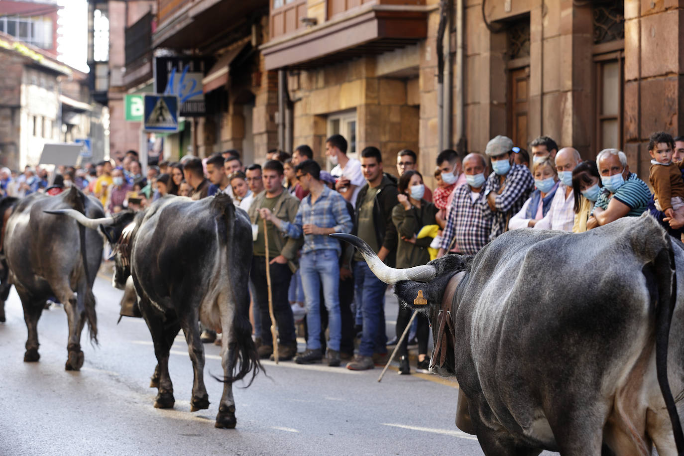 Fotos: Pasión tudanca en Cabezón de la Sal