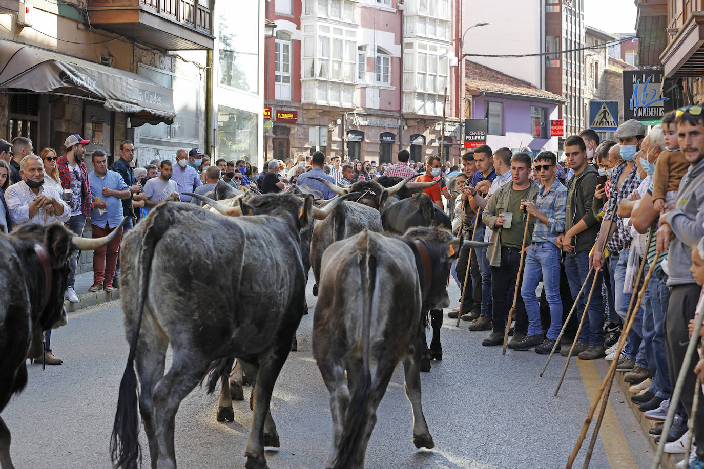 Fotos: Pasión tudanca en Cabezón de la Sal