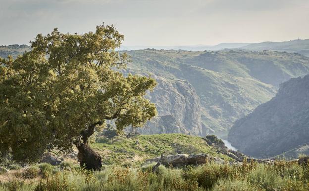 Más vistas del meandro del Río Duero desde Pinilla de Fermoselle. 