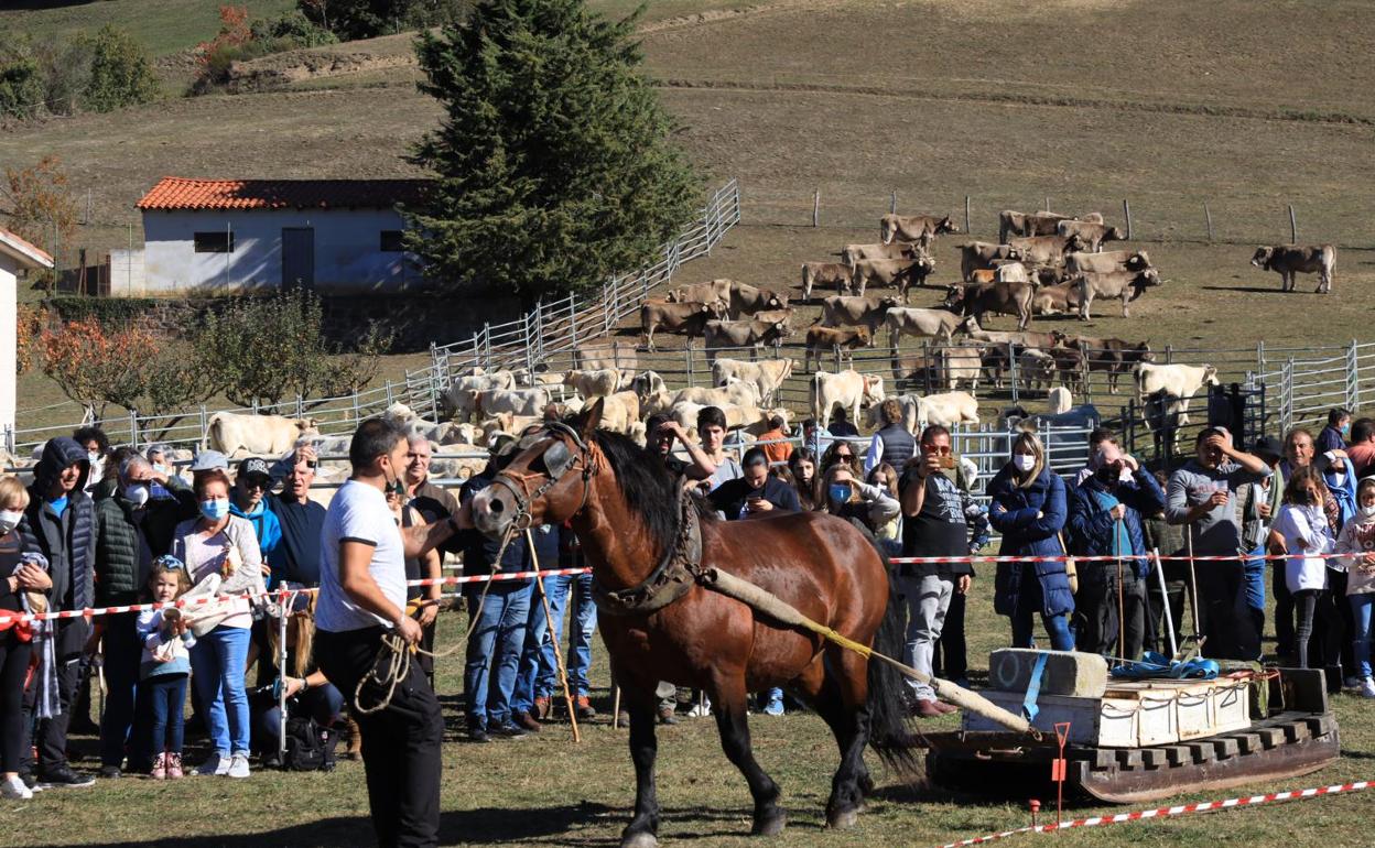 La exhibición de arrastre de caballos fue una novedad en la feria ganadera de Lerones 