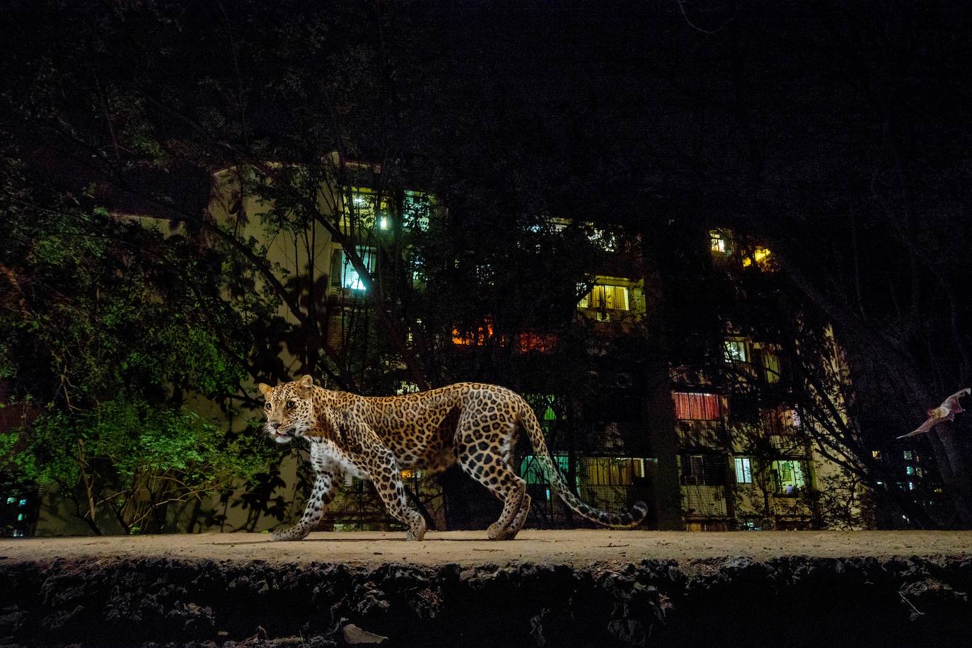 La Fundación la Caixa reúne en el espacio santanderino medio centenar de imágenes de National Geographic sobre los ecosistemas más ricos de la Tierra