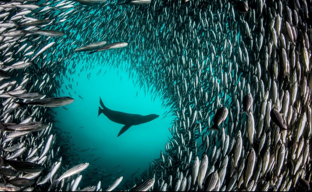 Imagen de un león marino pescando en las Islas Galápagos.