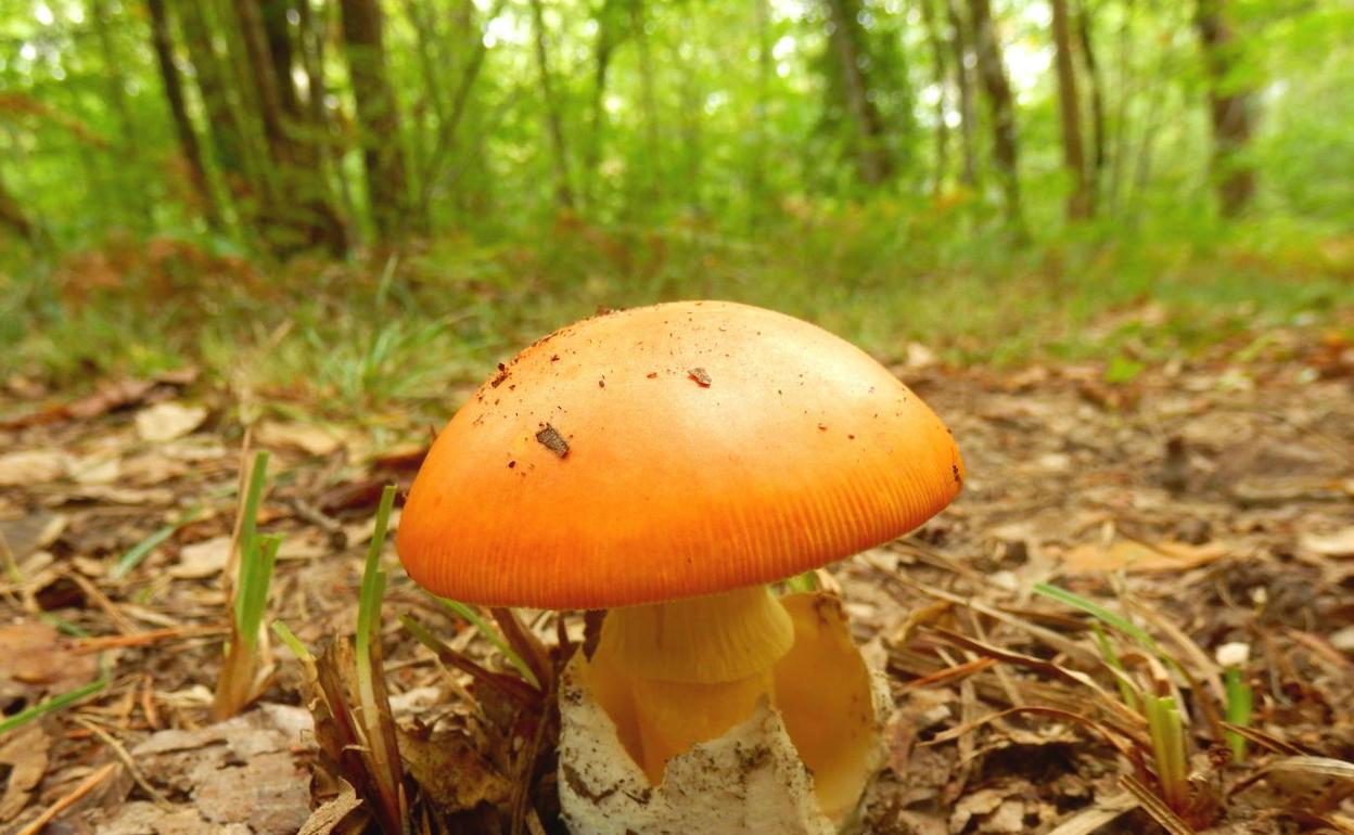 La Amanita caesarea, en el bosque.