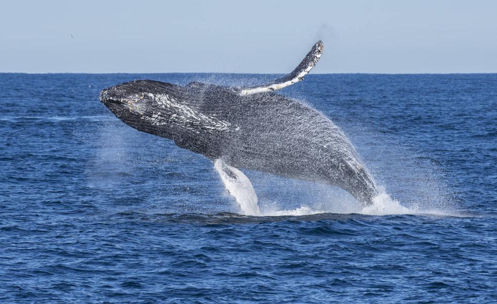 Una yubarta sale a la superficie en la costa de California.