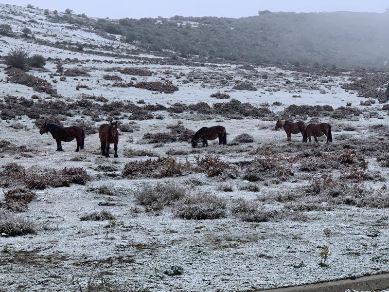 Caballos paciendo en una ladera en las inmediaciones de la carretera de acceso a Brañavieja.