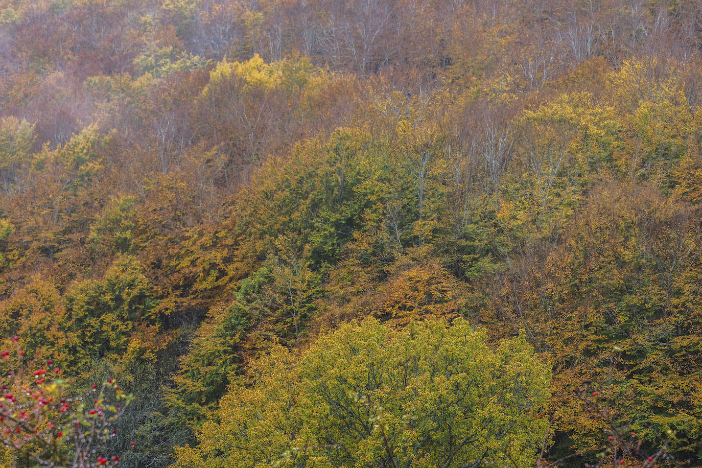 Fotos: Los colores de Campoo en otoño