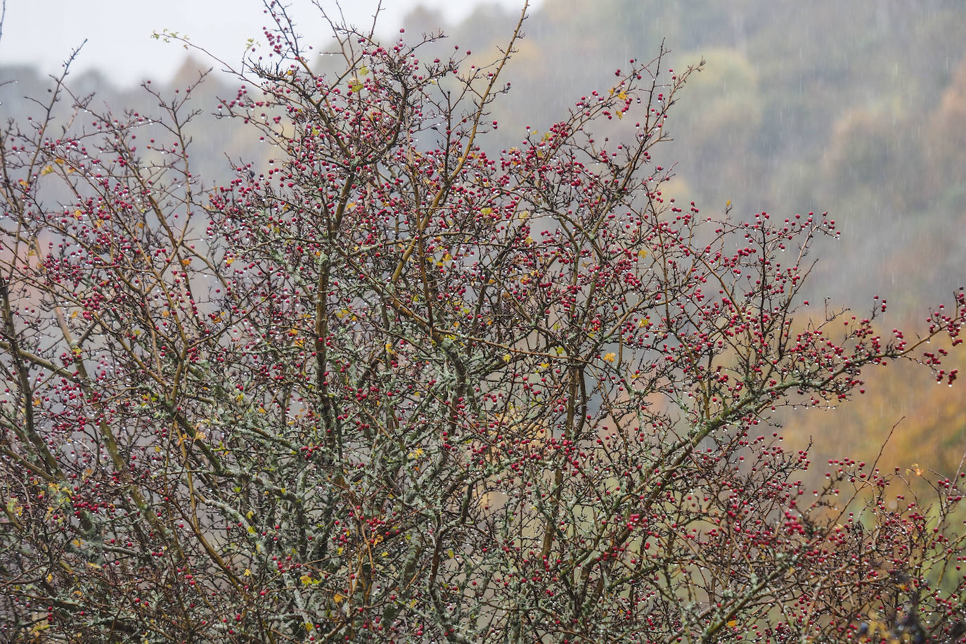 Fotos: Los colores de Campoo en otoño