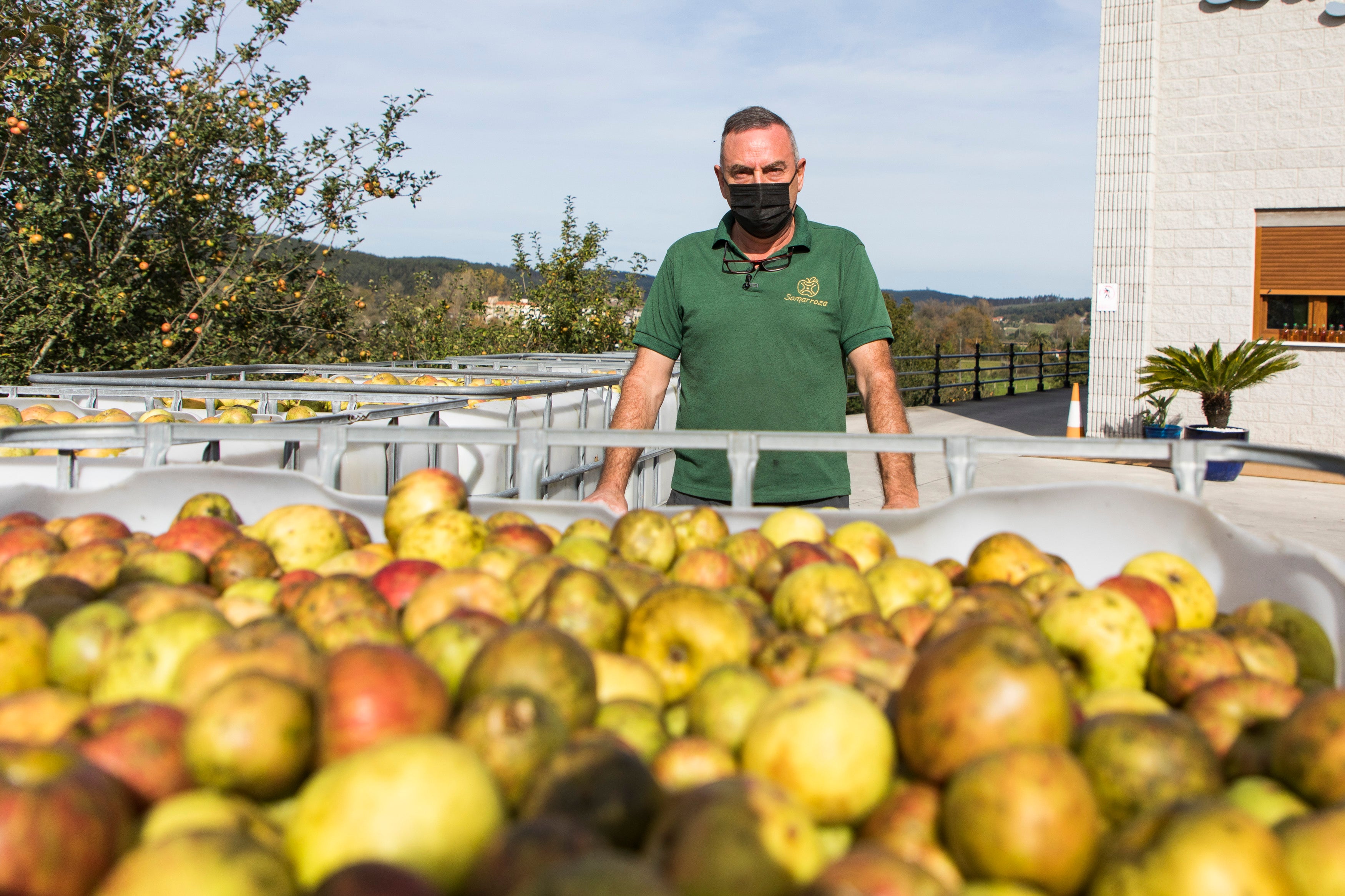 Jesús Gómez, creador de Somarroza, con cientos de manzanas que sirven de materia prima para su producto. 