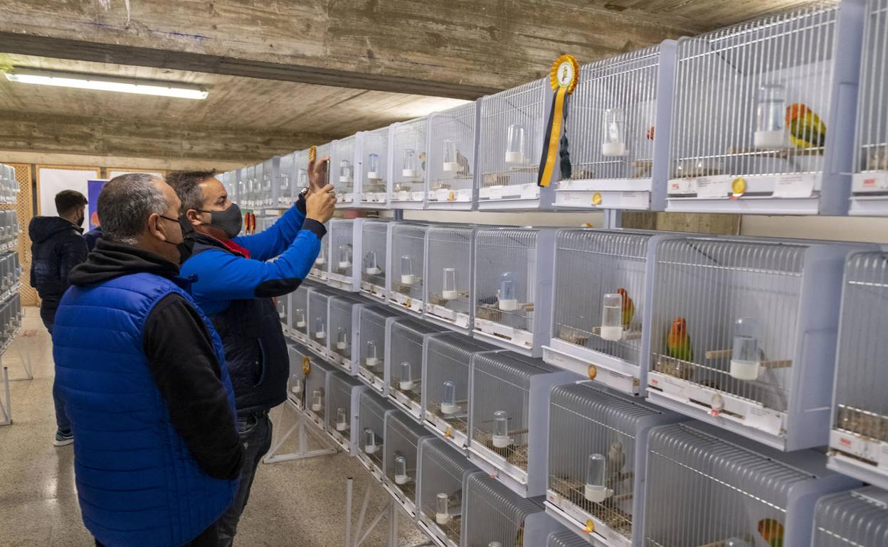 Varios aficionados admiran los ejemplares del XXI Concurso Ornitológico Ciudad de Torrelavega. 