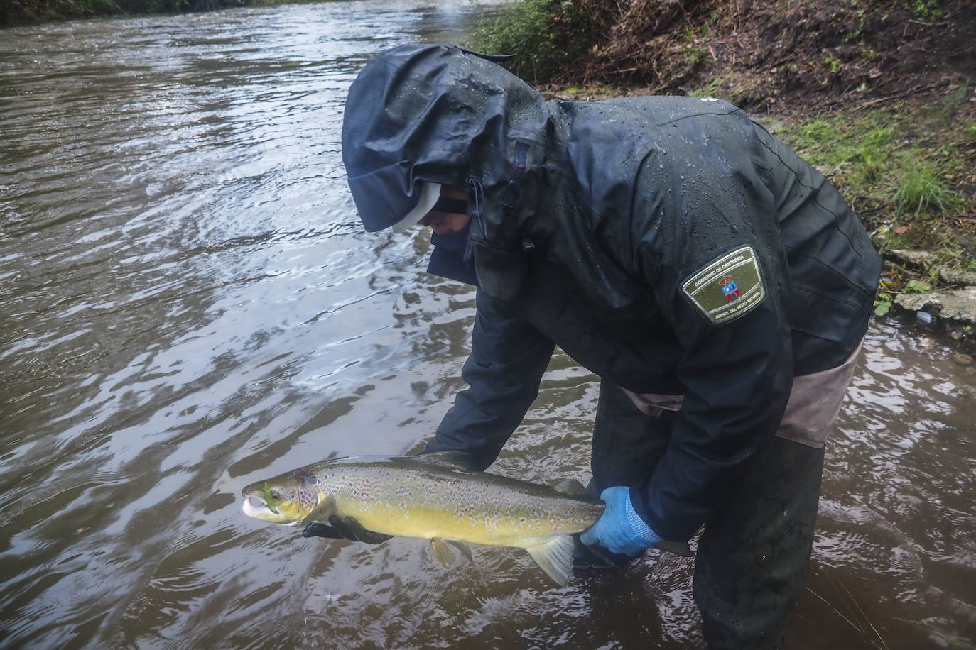 Fotos: Los salmones remontan el Pas