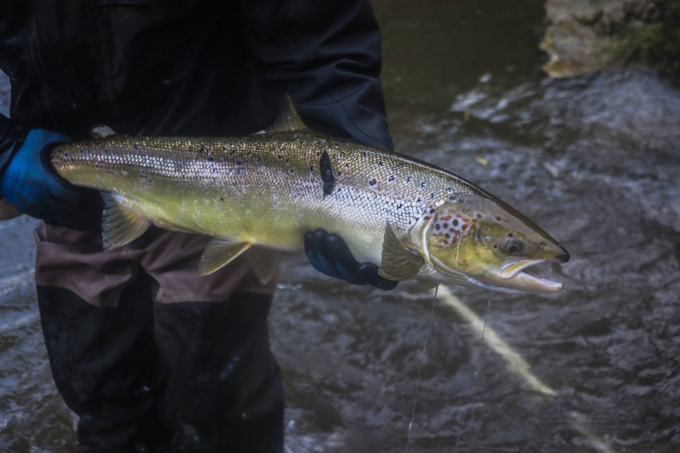 Fotos: Los salmones remontan el Pas