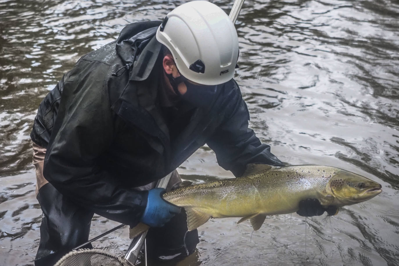 Fotos: Los salmones remontan el Pas