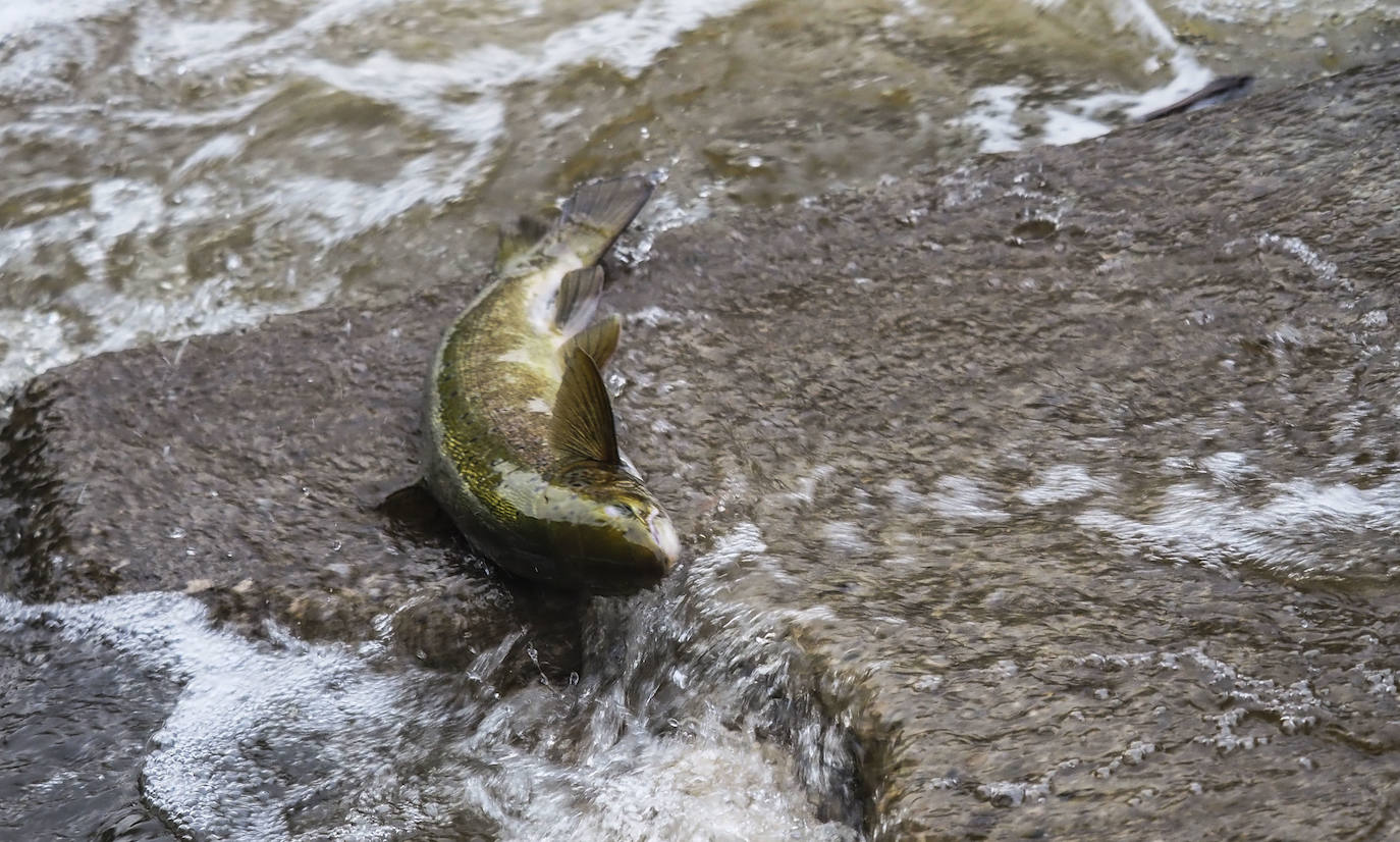 Fotos: Los salmones remontan el Pas