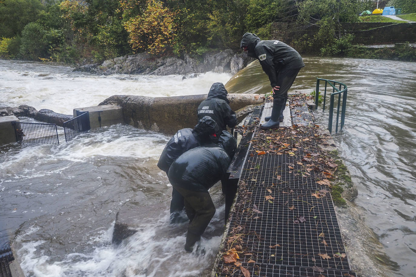 Fotos: Los salmones remontan el Pas