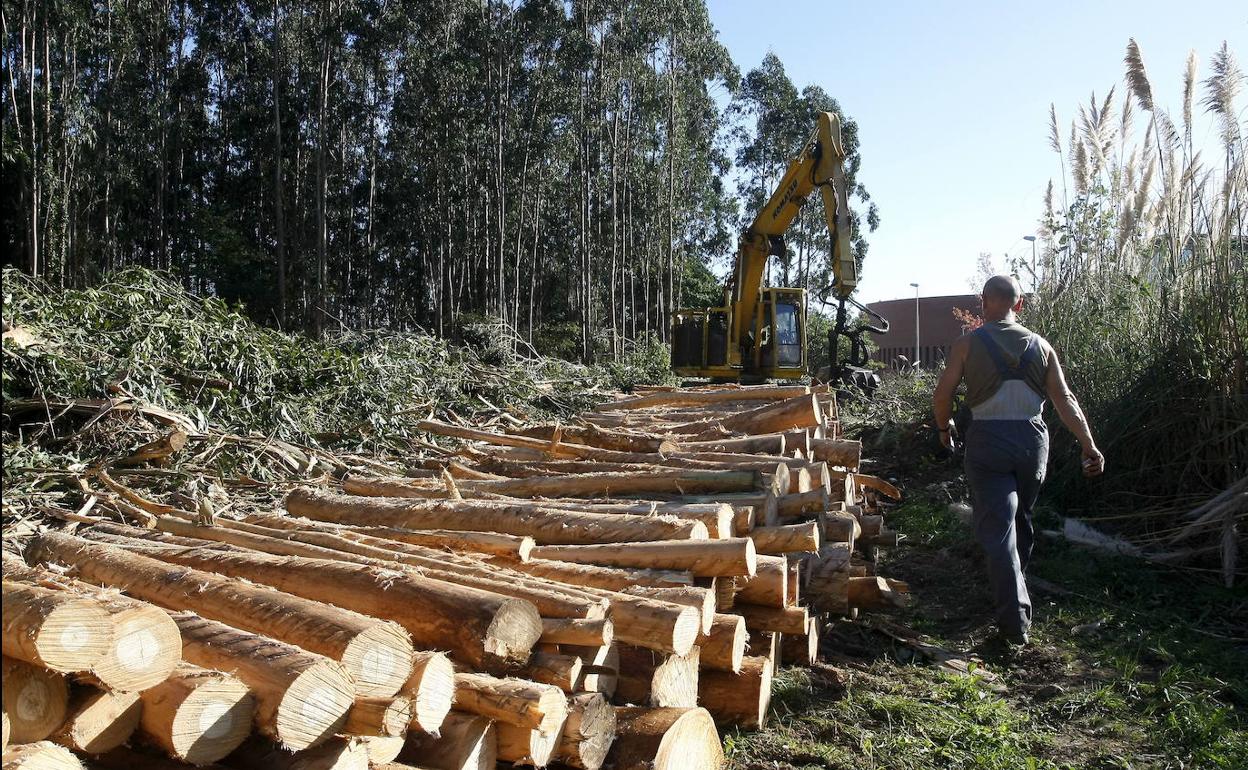 Cantabria regula el fondo de mejoras de los montes públicos, dotado con casi 7 millones