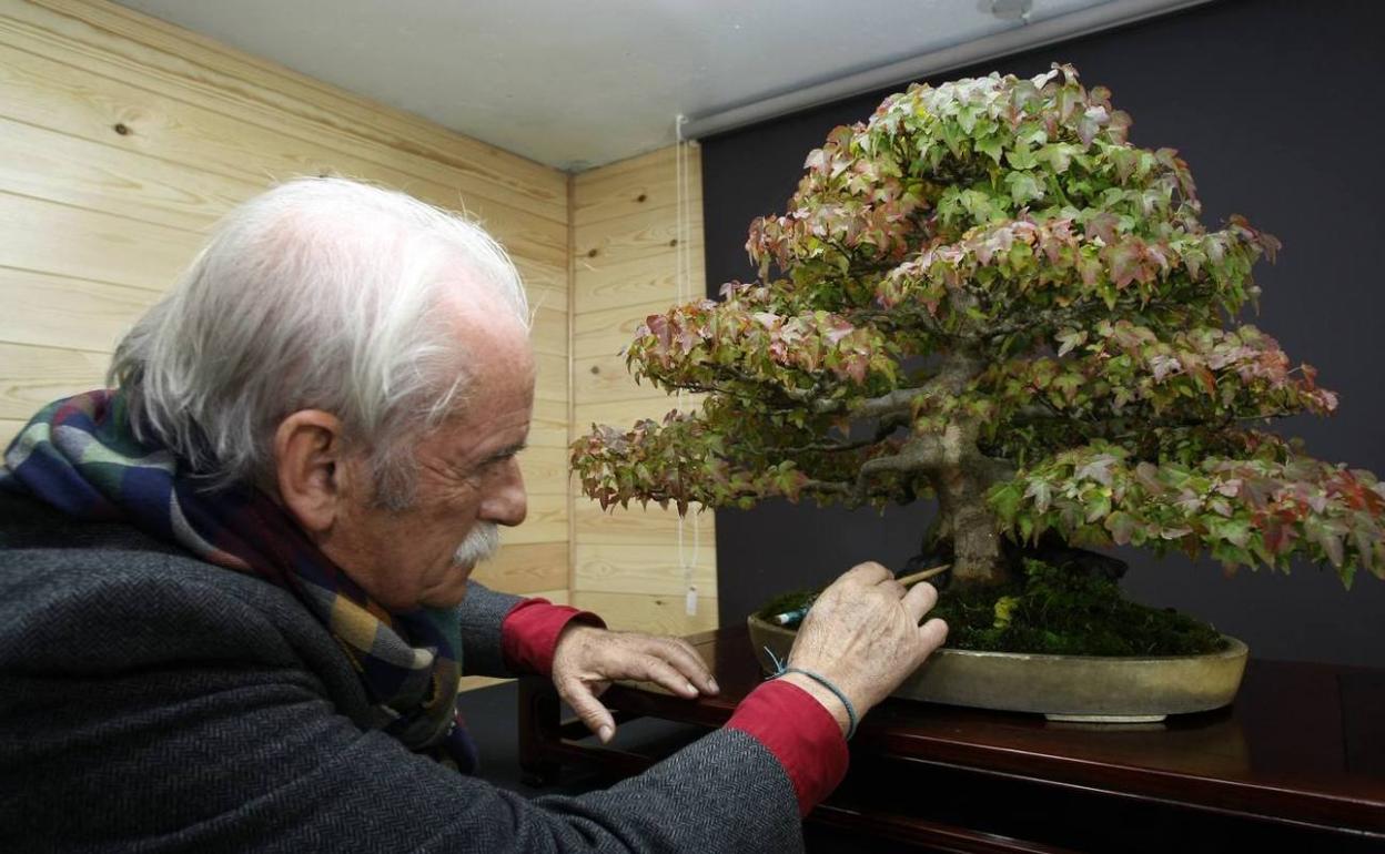 Bustamante cuidando uno de sus bonsáis en una imagen de archivo.