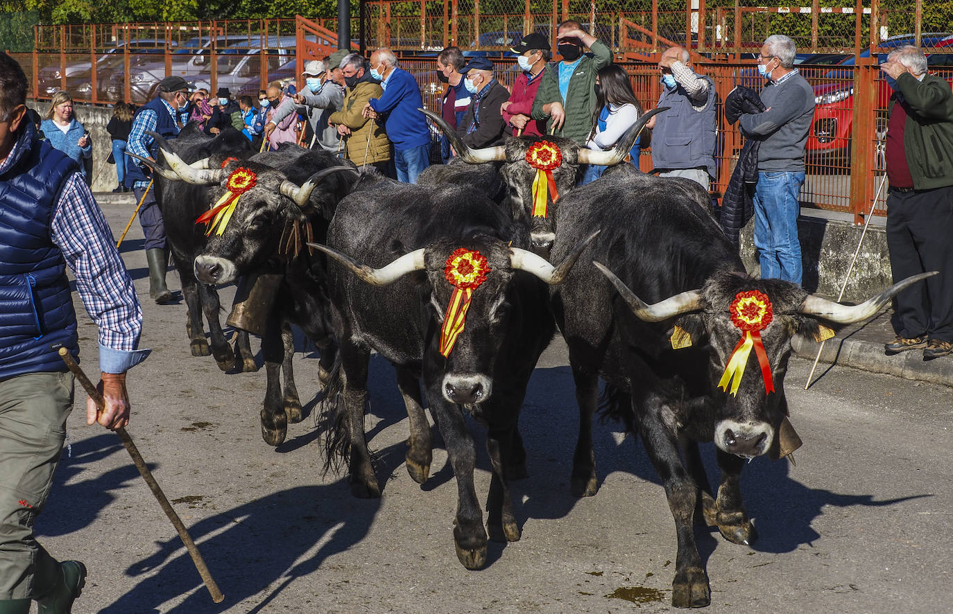 Fotos: Las vacas regresan a Treceño por San Martín