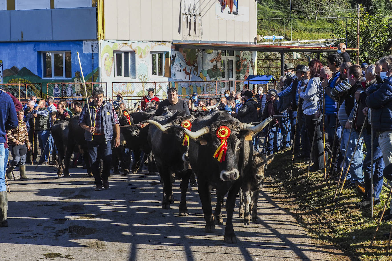 Fotos: Las vacas regresan a Treceño por San Martín