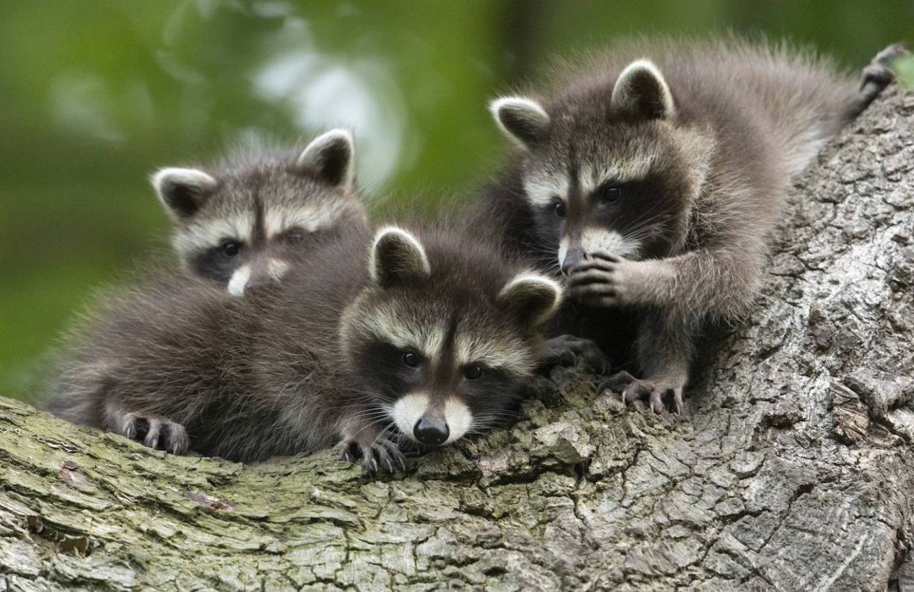 Fotos: Los animales más divertidos