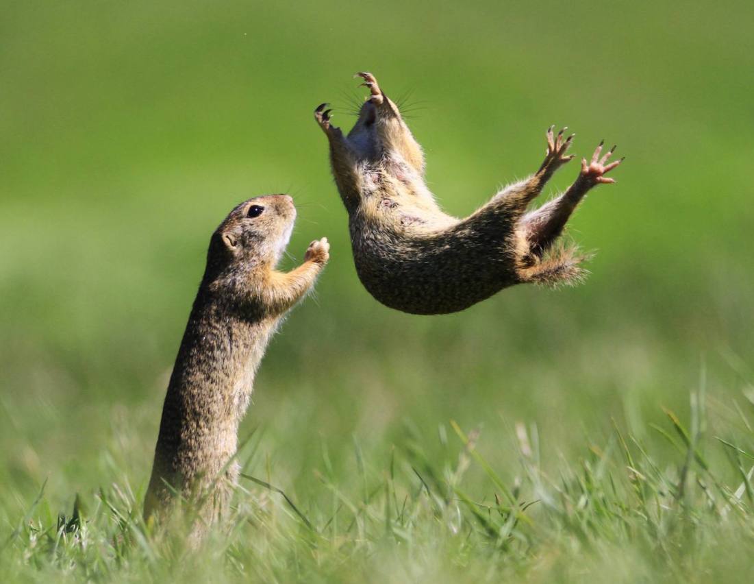 Fotos: Los animales más divertidos