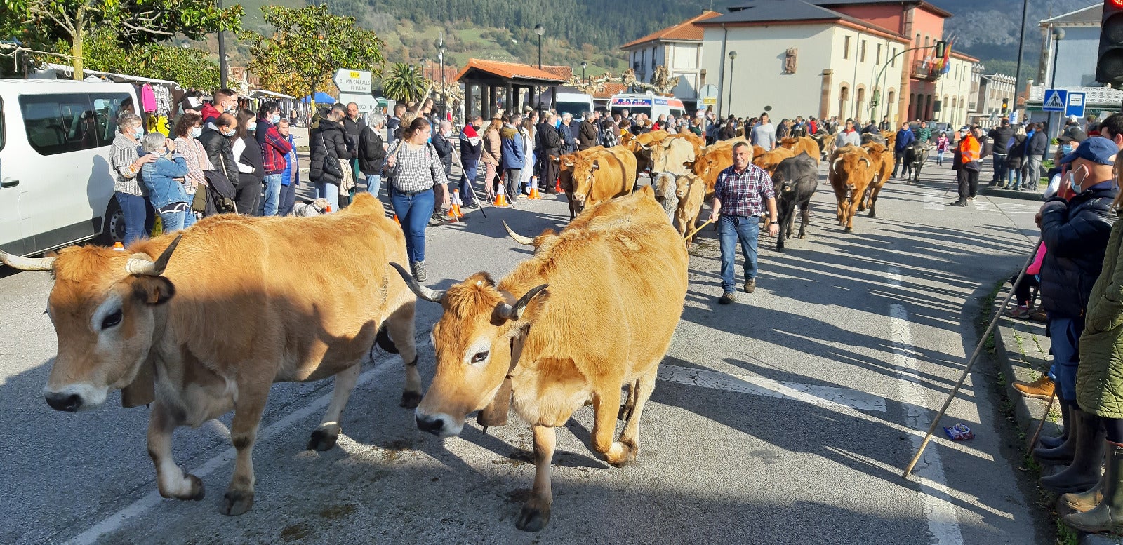 Fotos: 1.600 cabezas de ganado en San Felices de Buelna