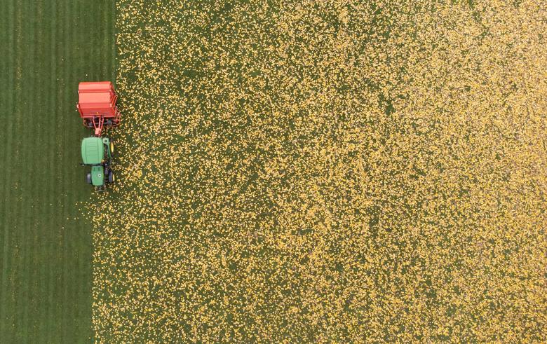 Un tractor tira de una máquina barredora para quitar el follaje de un césped en un parque público en Zúrich, Suiza, el 3 de noviembre de 2021. 