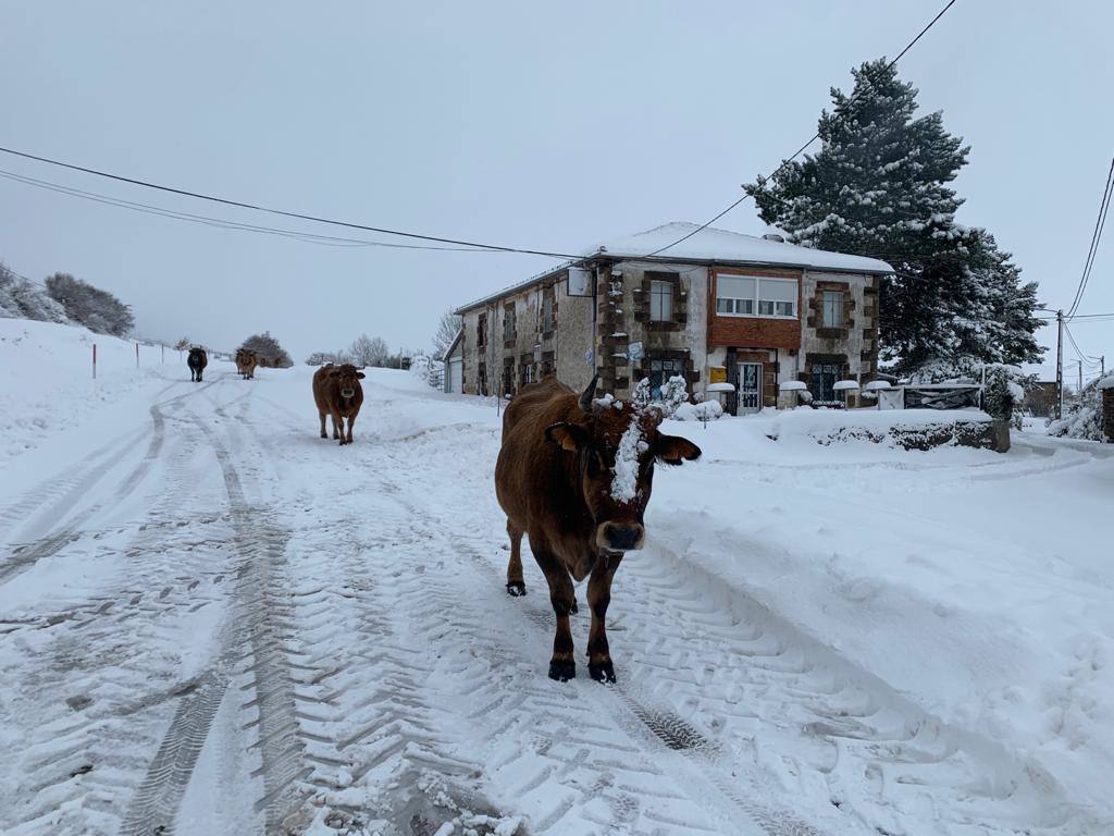 Vacas en Olea