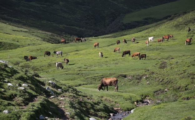 Más de un millar de ganaderos cántabros solicita el pago para las zonas con presencia permanente del lobo