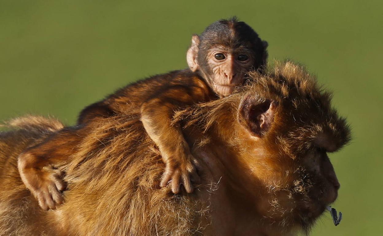 Una cría de mono viaja sobre el lomo de su madre, en el Parque de Cabárceno