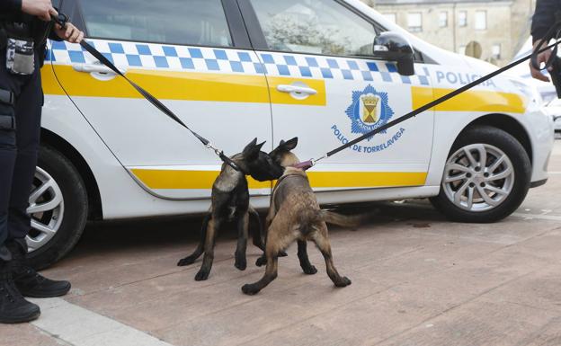 Imagen principal - Imágenes tomadas durante la presentación de los dos pastores belgas que formarán parte del cuerpo de la Policía Local de Torrelavega.