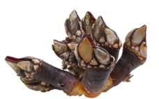 Percebes