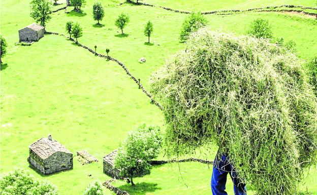 Un hombre recoge la hierba con una belorta, herramienta típica de la zona. 