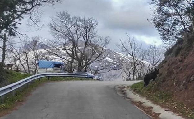 El joven ganadero fotografió, este martes por la mañana, a un oso que cojeaba mientras cruzaba la carretera cerca del lugar de la cacería 