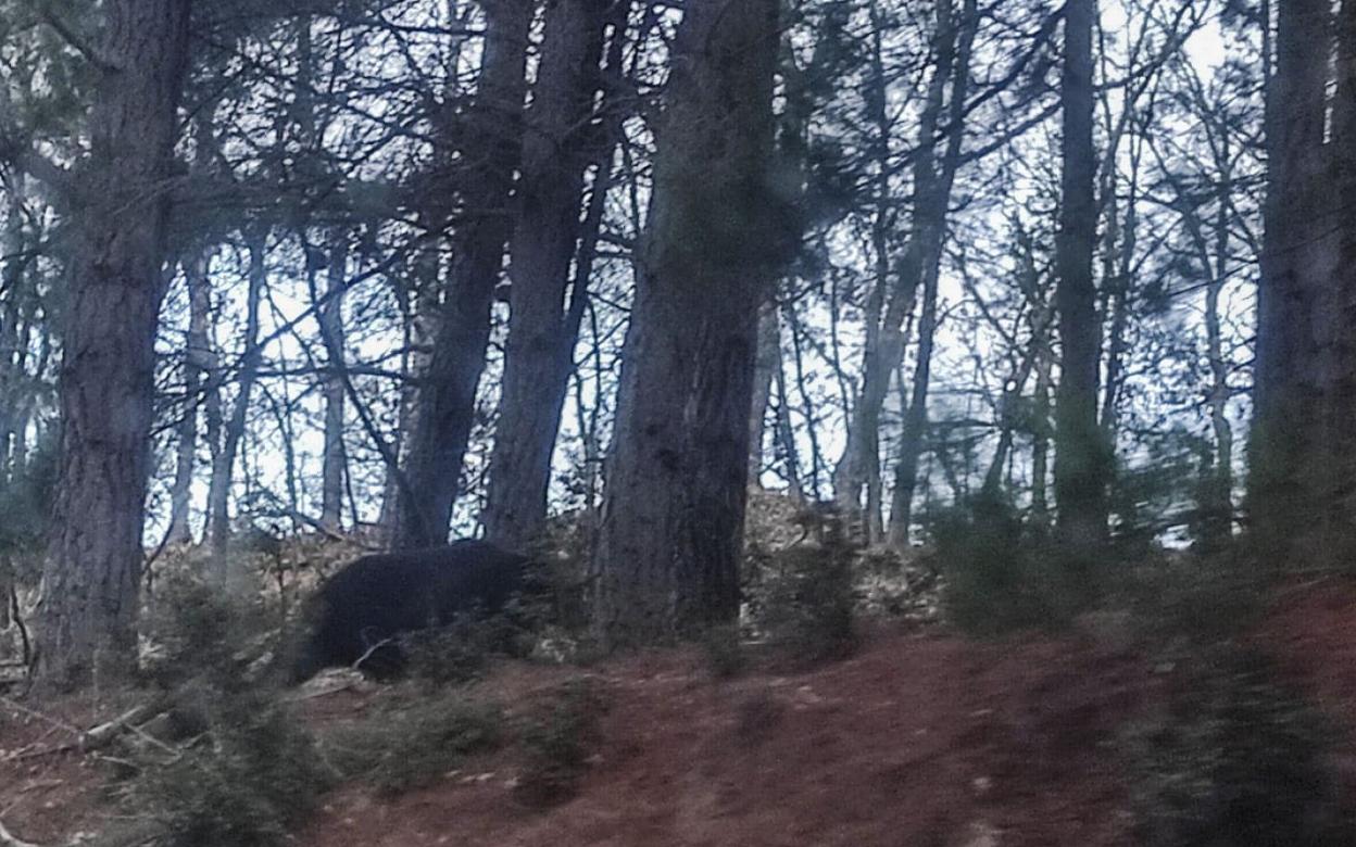 Imagen del oso visto tras la cacería del domingo. 