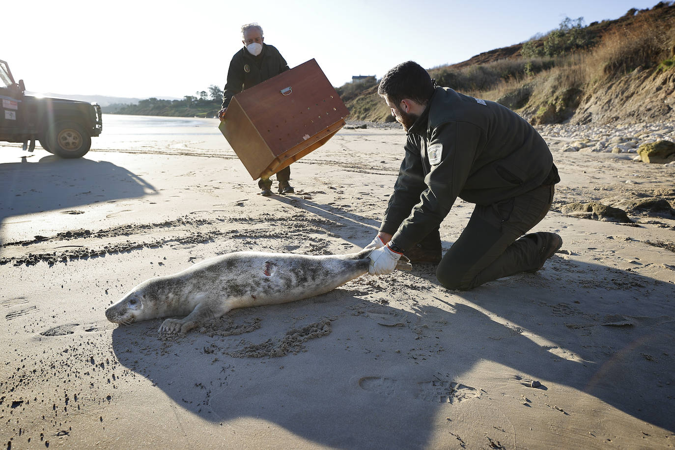 Fotos: Rescatada una foca en Oyambre