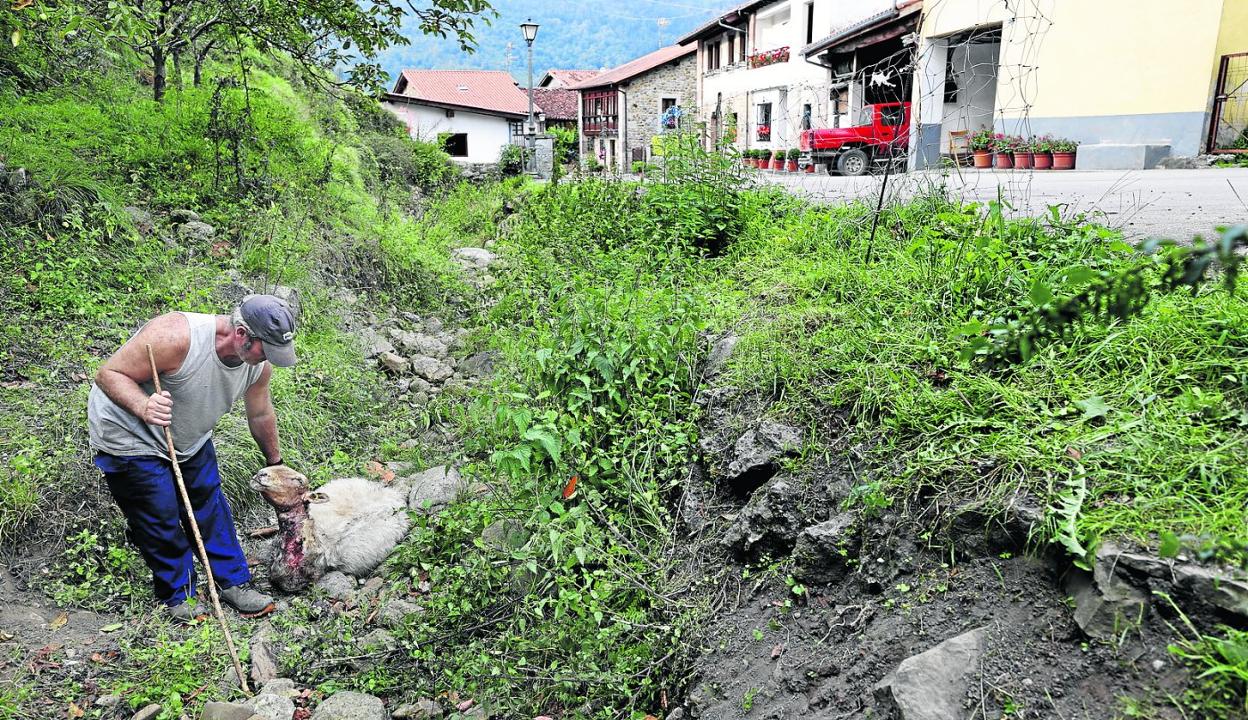 Un ganadero muestra una de las ovejas que fue atacada por los lobos a finales del mes de agosto de 2021 en el pueblo de Ruente. 