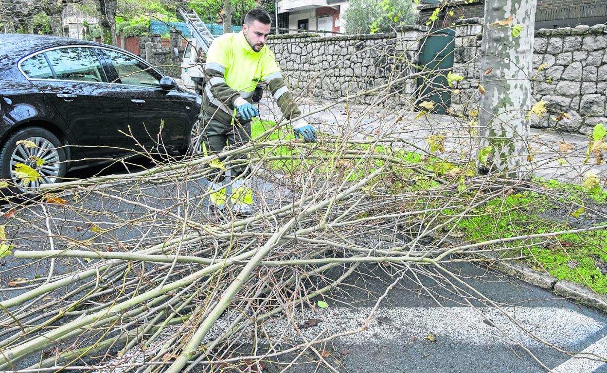 Operarios del servicio de Parques y Jardines realizando trabajos de poda en la zona de El Sardinero. 