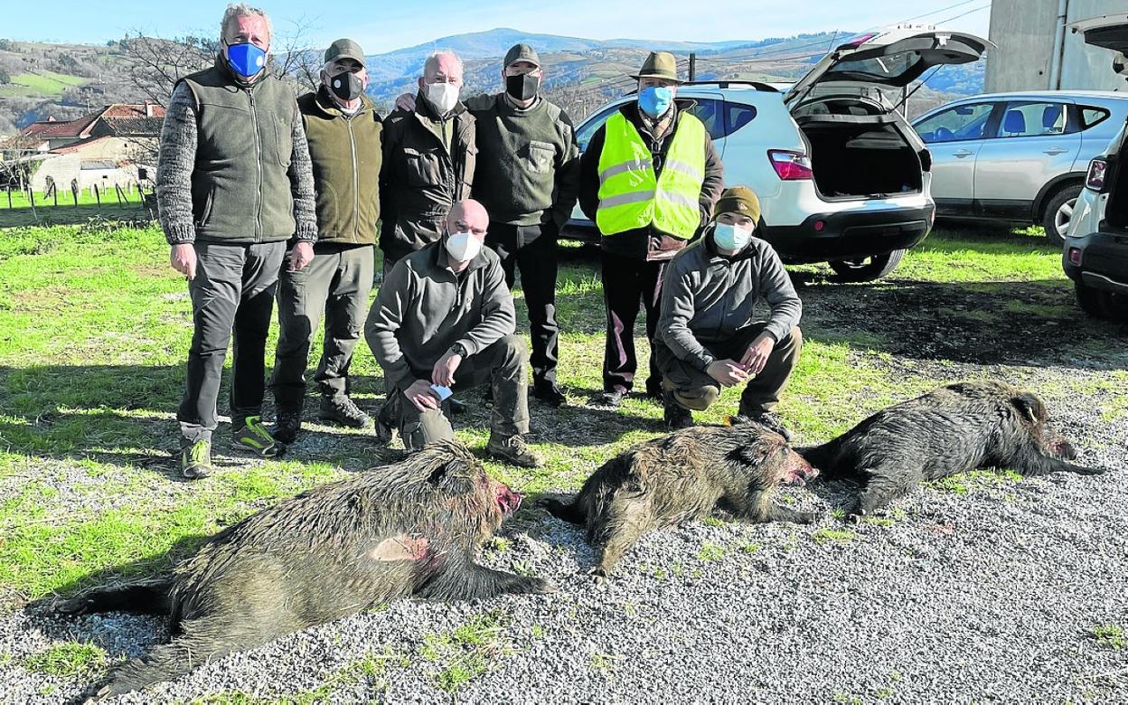 Miembros de la cuadrilla 23, dirigida por Segundo Polanco, que sustituyó en el cargo al veterano montero de Los Corrales de Buelna Romanín Varela, con los tres jabalíes cazados recientemente en el monte de La Bacera. 