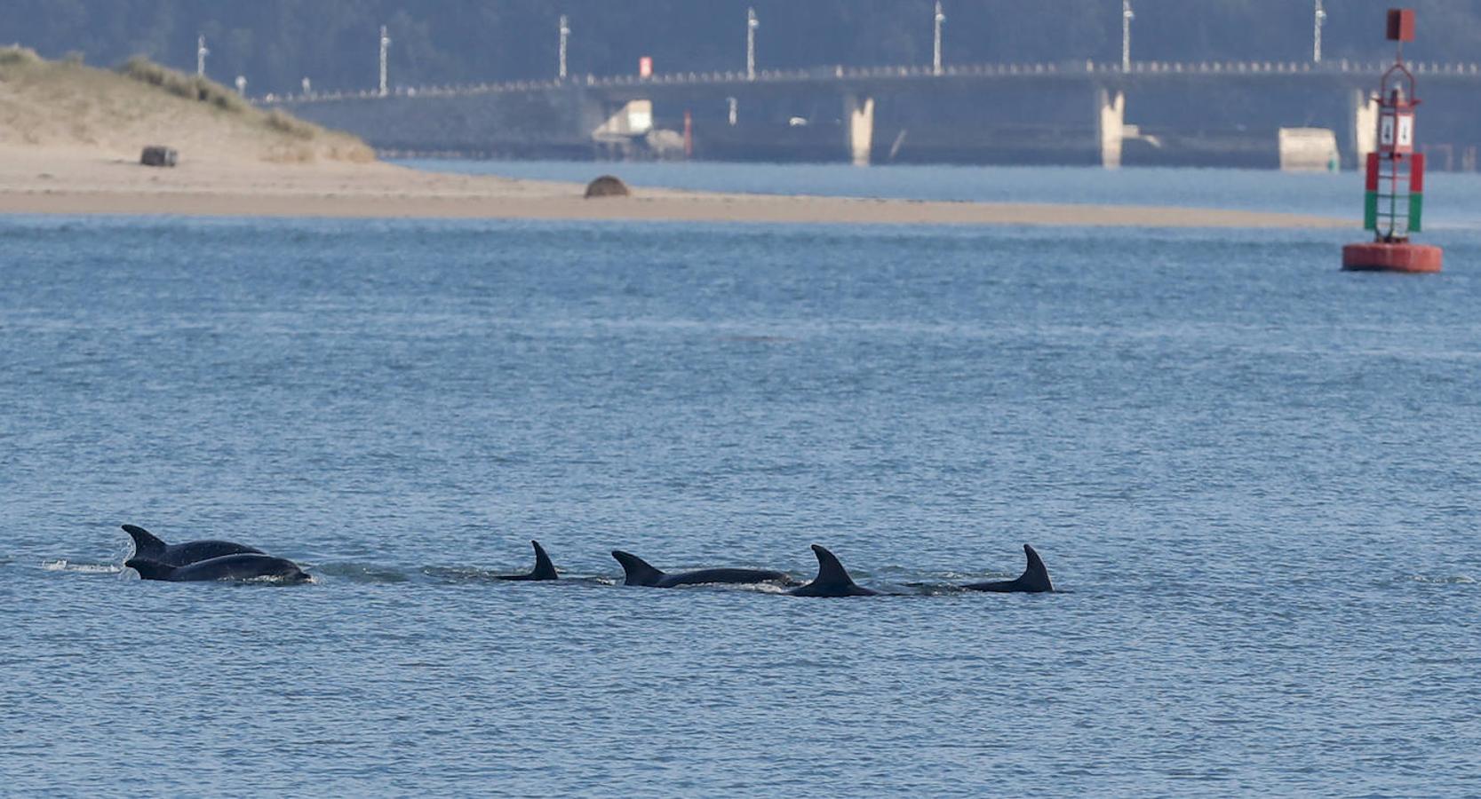 Un gran grupo de delfines alegra la bahía santanderina
