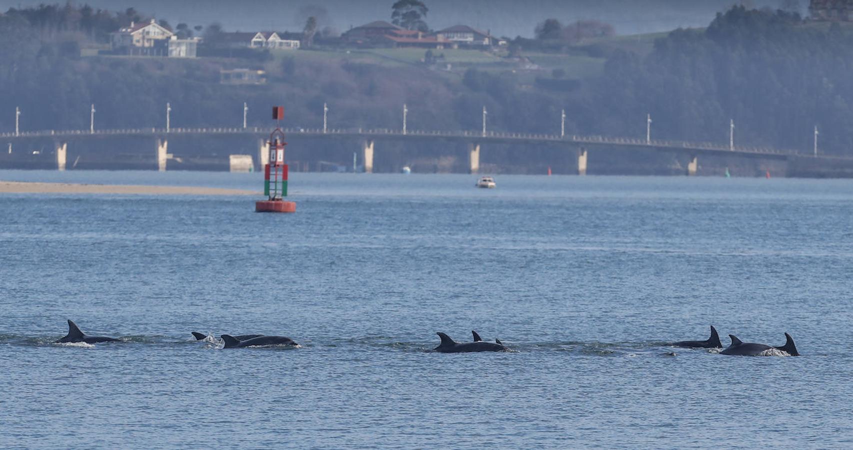 Un gran grupo de delfines alegra la bahía santanderina