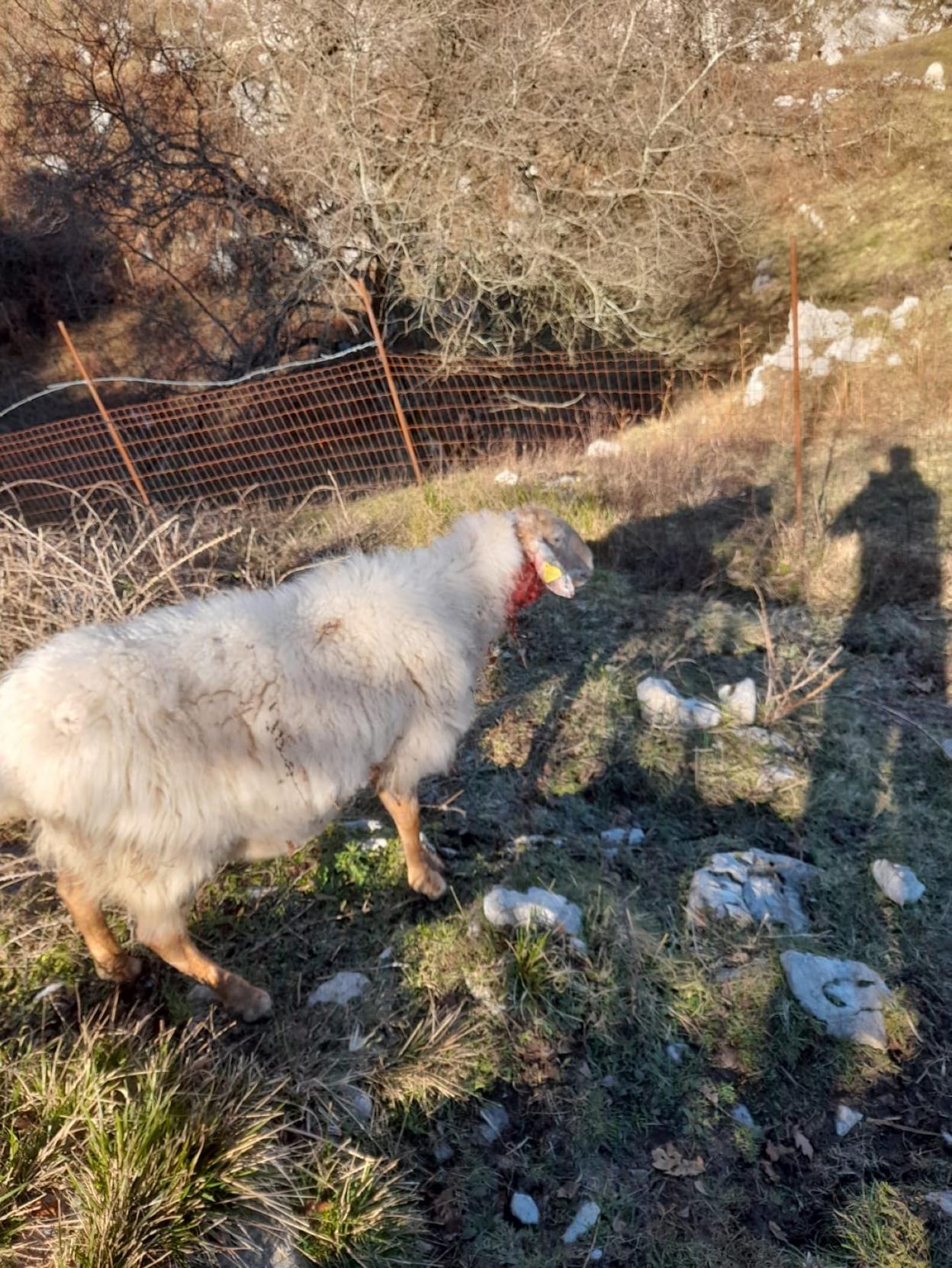 Una de las ovejas heridas en la finca de Mirones en Miera. 