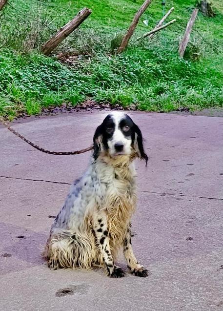 Imagen - Imagen del único perro encontrado vivo en la finca de Tagle. Está siendo atendido y cuidado en el Centro Canino Besaya